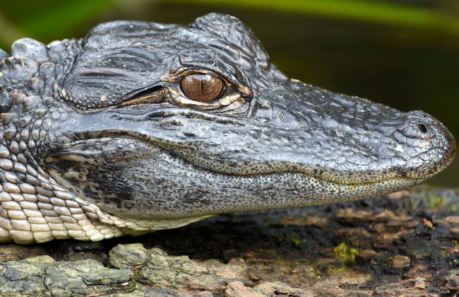 Excursión a los Everglades - Foto 1