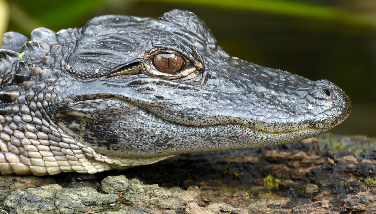 Excursión a los Everglades