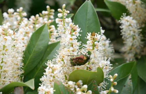 Ferienhaus Straubehof - Foto 10