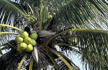 Casa de frente para o mar, pé na areia! - Foto 22