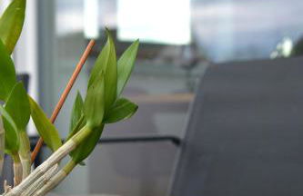 Schwarzwald Lahr Europapark Penthouse Sunshine - Foto 40