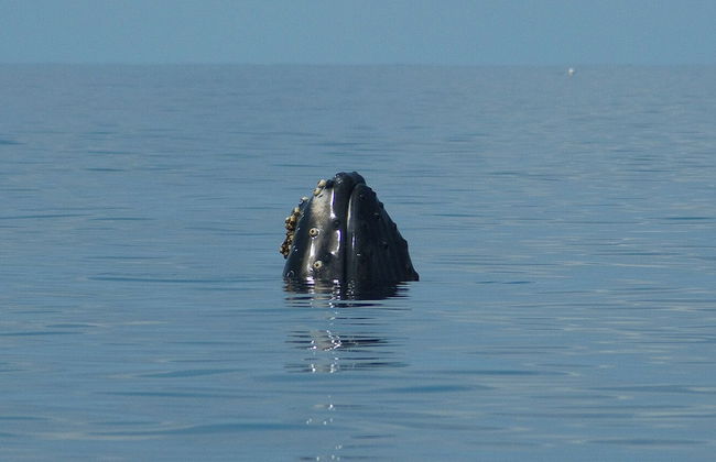 Whale Tails Hotel - Foto 53