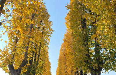 Tenuta Pizzone Wine Resort - Foto 11