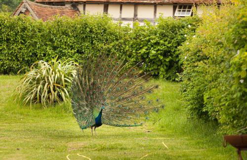 Orchard View Shepherds Hut - Foto 24