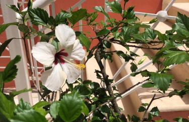 Spyridonou House - Foto 75