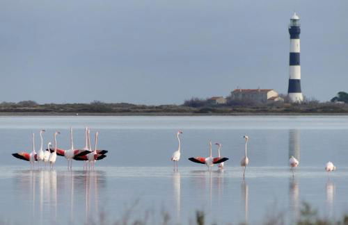 Camargue - La Saline Forézienne - Salin-de-Giraud - Foto 44