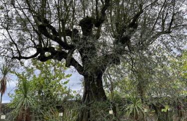 Santuário SOS Animal - Foto 15