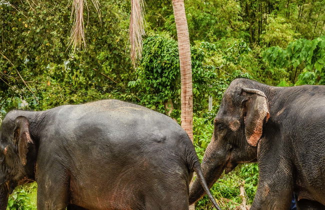 Excursão ao santuário de elefantes de Samui - Foto 1