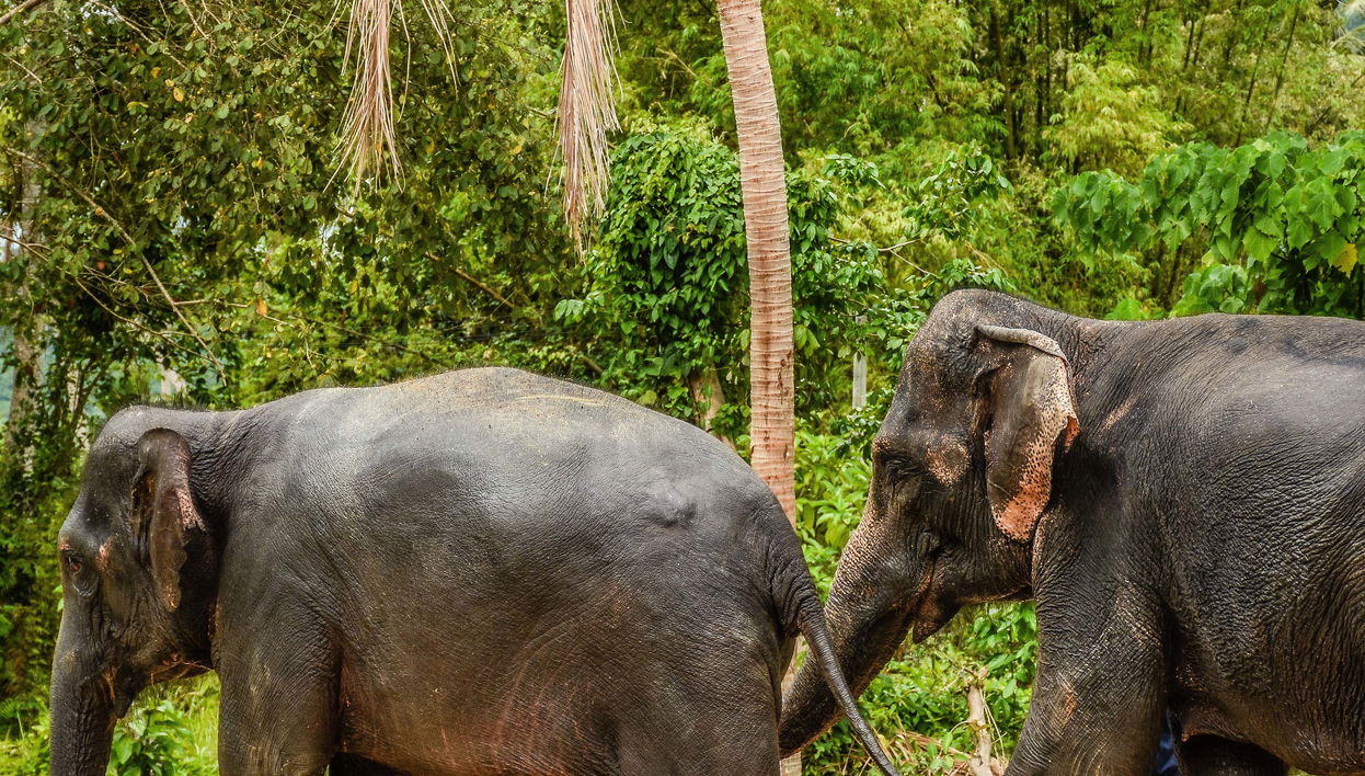 Excursão ao santuário de elefantes de Samui