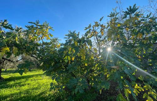 Samorinha House - Foto 6