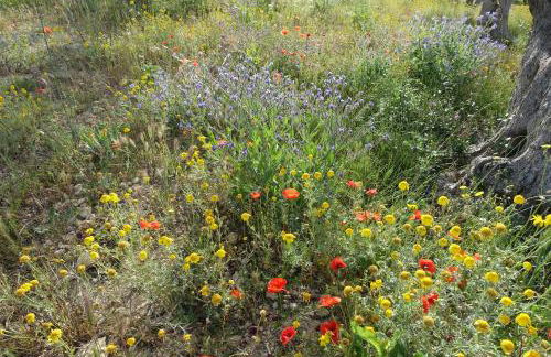 Agriturismo Baglio San Nicola - Foto 102