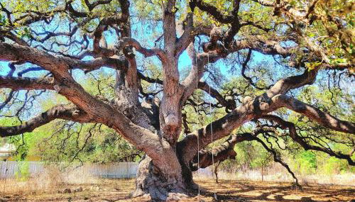 TJs Escape Landmark Oak Tree 1mile2river - Foto 5