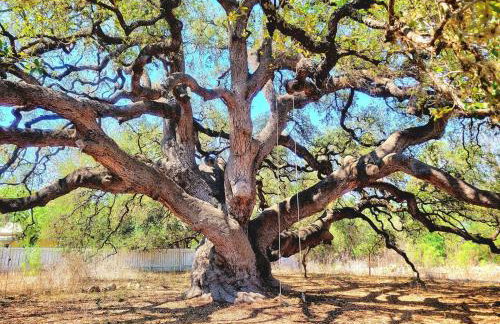 TJs Escape Landmark Oak Tree 1mile2river - Foto 5