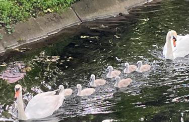 Łagów apartament z plażą i pomostem - Foto 35