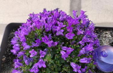 The Violet House - Foto 68