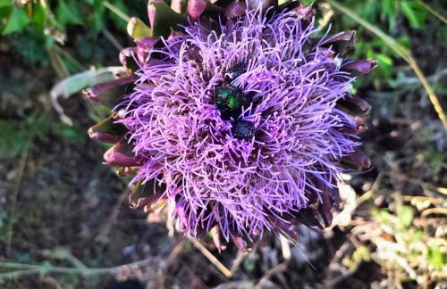 Apartman Hanna - Foto 33