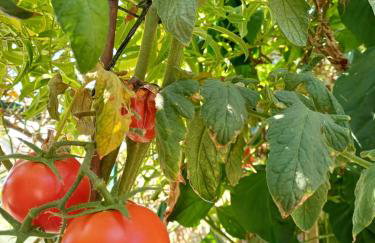 Efi's Guest House - Foto 53