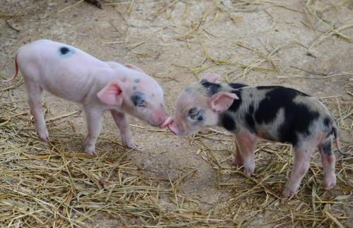 Hotel Fazenda Rancho Mineiro - Foto 68