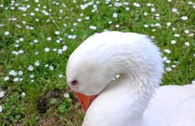 casa vacanze campagna in compagnia - Photo 6