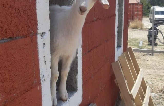 Bote Farms - Agritourism - Foto 45