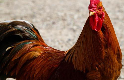 Ferienhof Schwien - Foto 13