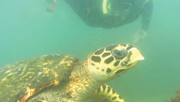 Tour delle spiagge di Ilhabela in 4x4 + Immersioni o snorkeling - Foto 3