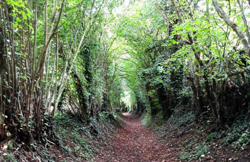 Manoir du Bois Joly - Gîte du Fournil - Foto 51