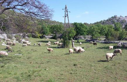 Traditional Stone House Bura - Nature Park Velebit - Photo 84