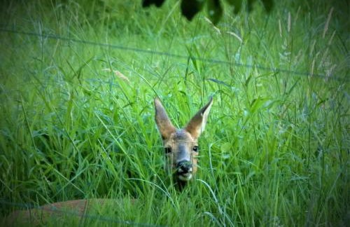 Clos des Loriots - Foto 24