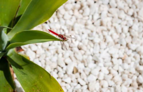 Villa Deluxe Suites Maspalomas - Photo 29