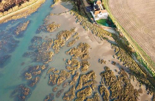 Snow Goose - Foto 38