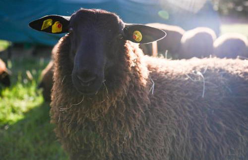 Sleep Space 3 - Green&Tiny Spot Rehburg Schafweide - Photo 41