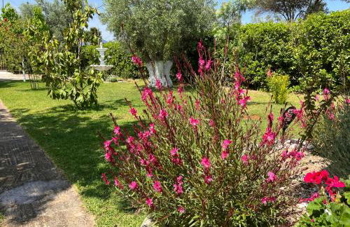 Les Olives Woodhouse - Foto 10