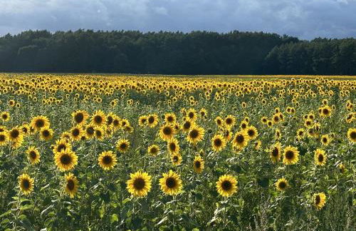 Urlaub auf dem Land - Foto 16