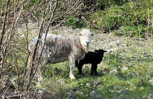 Robinsons Cottage, central and quiet - Foto 49