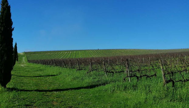 Wine region of Bairrada
