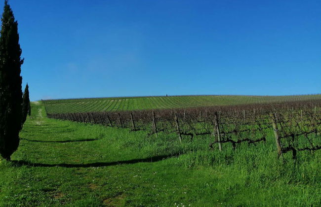 Bairrada Wine Region Tour - Photo 2