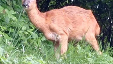 Baita Figliezzi - Foto 3