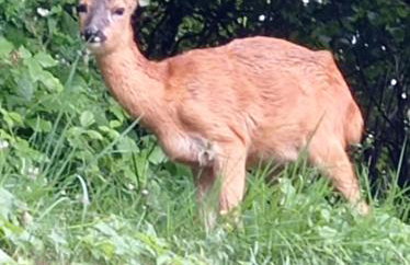 Baita Figliezzi - Foto 3