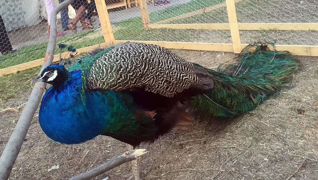 Visita a la ciudad y al zoológico de Tsimbazaza - Foto 1