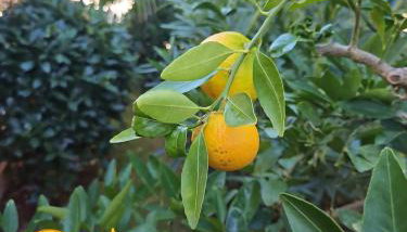 Villa Androcec - Foto 4