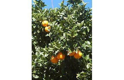 ANTZOMENDI - Foto 24