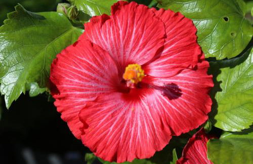 Jungle Paradise - Foto 57