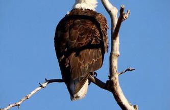 Luxury Living at The Eagles Perch Palmer AK - Foto 32