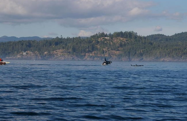 Salty Towers Oceanfront Cottages - Foto 37