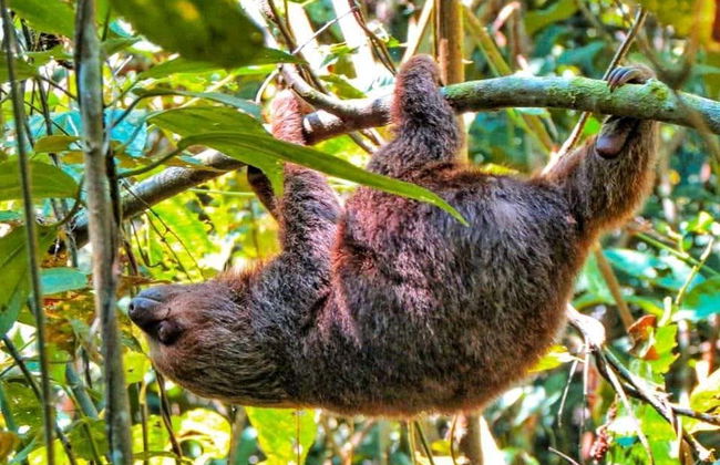 Excursão privada à reserva Santa Elena + Nascente do rio Tioyacu - Foto 7