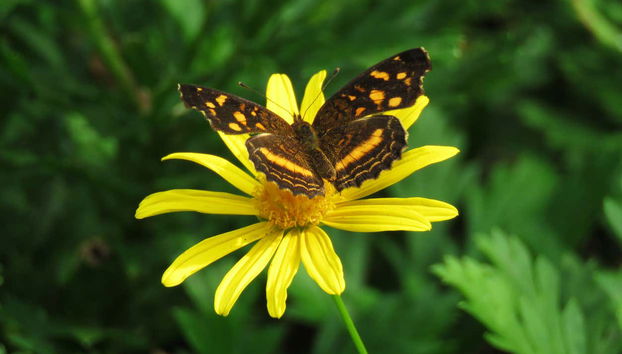 Mariposa en el Jardín Botánico