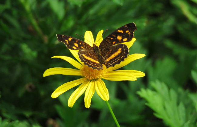 Quindío Botanical Garden Tour - Photo 4