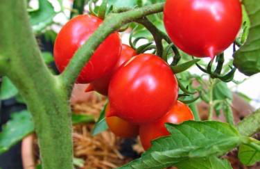 Agriturismo Santa Lucia - Foto 59