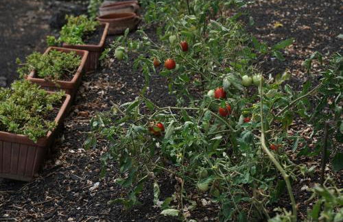 Aetna Silva - Photo 30